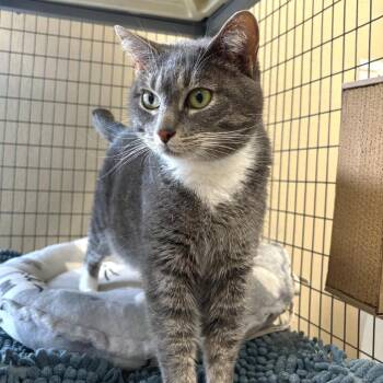 Domestic Short Hair Cats Available for Adoption in Medford, Oregon - Ruby | PetCurious