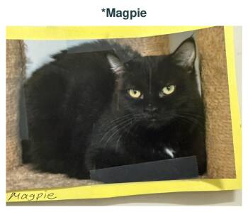 Magpie -  Domestic Short Hair Cat for Adoption in Richland Center, Wisconsin - Magpie | PetCurious