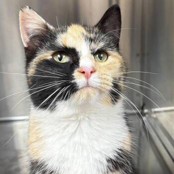 Domestic Short Hair Cats Available for Adoption - Honeybun | PetCurious