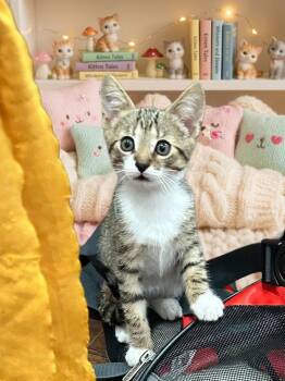 Piston -  Bengal Cat for Adoption in Orange, California - Piston | PetCurious