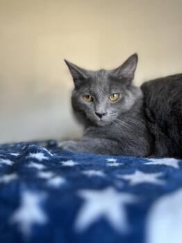 Russian Blue and Domestic Medium Hair Cats Available for Adoption - Mayans | PetCurious