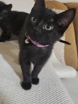 Moonstone -  Domestic Short Hair Cat for Adoption in Wheaton, Illinois - Moonstone | PetCurious