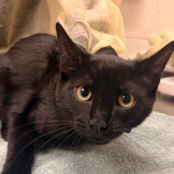 Pinky -  Domestic Short Hair Cat for Adoption in Murray, Utah - Pinky | PetCurious
