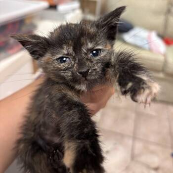 Hazel -  Domestic Short Hair Cat for Adoption in New York, New York - Hazel | PetCurious