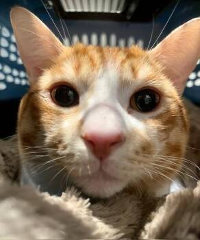 Domestic Short Hair Cats Available for Adoption - Oliver | PetCurious
