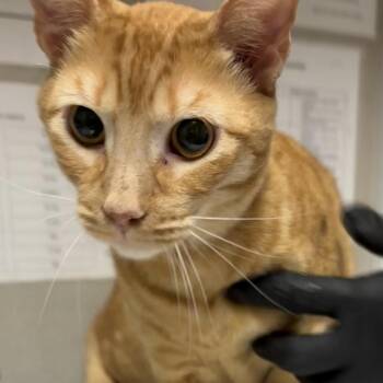 Domestic Short Hair Cats Available for Adoption - Garfield | PetCurious