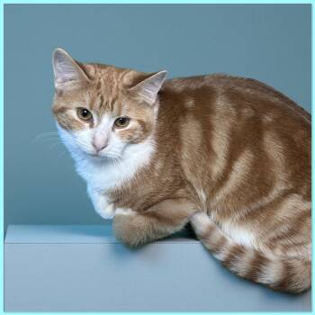 Rescue Domestic Short Hair Cats for Adoption in Elyria, Ohio - Manolo | PetCurious