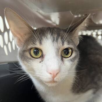 Toby -  Domestic Short Hair Cat for Adoption in Goleta, California - Toby | PetCurious