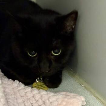 Binx -  Domestic Short Hair Cat for Adoption in Lansing, Michigan - Binx | PetCurious