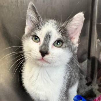 Domestic Short Hair Cats Available for Adoption in Asheville, North Carolina - Freckle | PetCurious