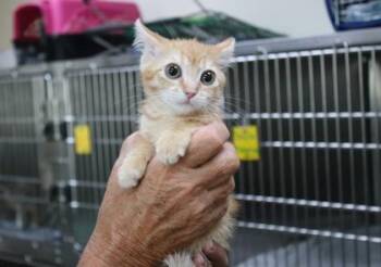 Red Rover -  Domestic Short Hair Cat for Adoption in Brunswick, Georgia - Red Rover | PetCurious