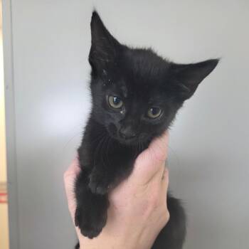 Rotini -  Domestic Short Hair Cat for Adoption in Sand Springs, Oklahoma - Rotini | PetCurious