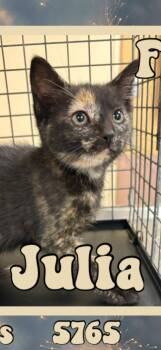 Julia -  American Shorthair Cat for Adoption in Marvin, North Carolina - Julia | PetCurious