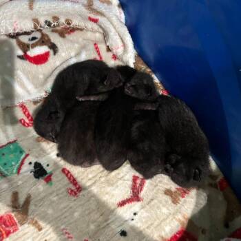 Harpie -  Domestic Short Hair Cat for Adoption in Enfield, New Hampshire - Harpie | PetCurious