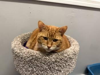 Domestic Short Hair Cats Available for Adoption - Nala | PetCurious