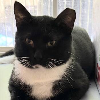 Rescue Domestic Short Hair Cats for Adoption in Tulsa, Oklahoma - Pepper | PetCurious