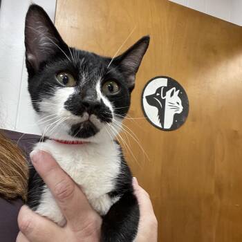 Bowser -  Domestic Short Hair Cat for Adoption in Brownsboro, Alabama - Bowser | PetCurious
