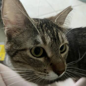 Zeus -  Domestic Short Hair Cat for Adoption in Chaska, Minnesota - Zeus | PetCurious
