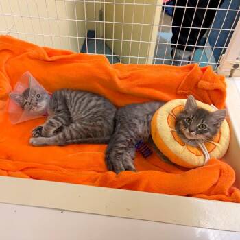 Lollygag -  Domestic Medium Hair and Domestic Short Hair Cat for Adoption in Woodinville, Washington - Lollygag | PetCurious
