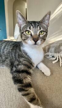 Rescue Domestic Short Hair Cats for Adoption in Schertz, Texas - Ruby (CA) | PetCurious