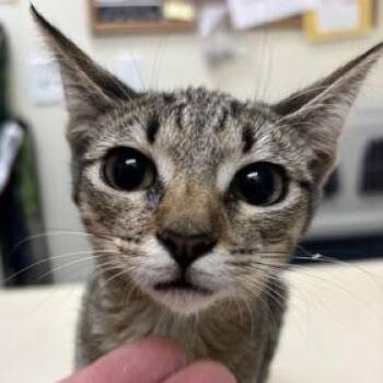 Trinket -  Domestic Short Hair Cat for Adoption in Charleston, South Carolina - Trinket | PetCurious