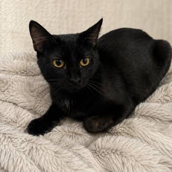 Raja -  Domestic Short Hair Cat for Adoption in Tustin, California - Raja | PetCurious