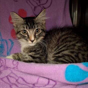 Oatmeal -  Domestic Long Hair Cat for Adoption in Las Vegas, Nevada - Oatmeal | PetCurious