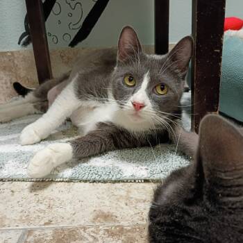 Rescue Domestic Short Hair Cats for Adoption in Titusville, Florida - Uno | PetCurious