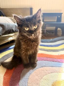 BEURRE NOIR - Foodie Litter - (and siblings) -  Domestic Medium Hair Cat for Adoption in Hillsboro, Oregon - BEURRE NOIR - Foodie Litter - (and Siblings) | PetCurious