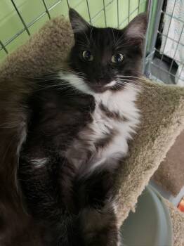Rescue Domestic Long Hair Cats for Adoption in Muskegon, Michigan - Lucy | PetCurious