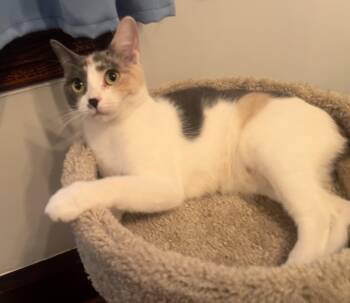 Rescue Dilute Calico Cats for Adoption in Chicago, Illinois - Cherry (& Chapstick) | PetCurious