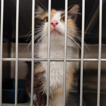 Athena -  Domestic Long Hair Cat for Adoption in Harrisonburg, Virginia - Athena | PetCurious