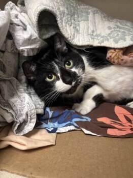 Rescue Domestic Short Hair Cats for Adoption in East Brookfield, Massachusetts - Lily | PetCurious