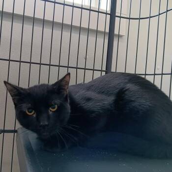 Domestic Short Hair Cats Available for Adoption in Winthrop, Maine - Malachi | PetCurious