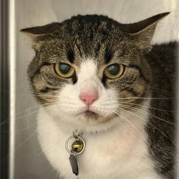 ABRAI -  Domestic Short Hair Cat for Adoption in Las Vegas, Nevada - ABRAI | PetCurious
