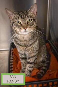 Pan Handy (FCID# 06/16/2026 - 56 Trainer) -  Tabby Cat for Adoption in Greenville, Delaware - Pan Handy (FCID# 06/16/2026 - 56 Trainer) | PetCurious
