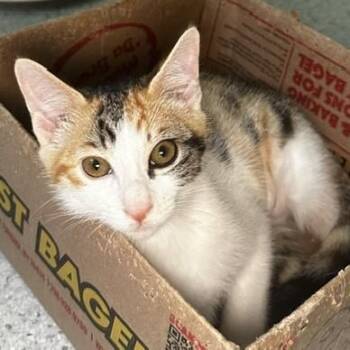 Reba - Pretty Little Calico -  Calico Cat for Adoption in Hoquiam, Washington - Reba - Pretty Little Calico | PetCurious