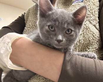 Domestic Short Hair Cats Available for Adoption in Riverside, California - BRIE | PetCurious
