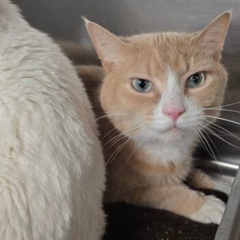 JarJar -  Domestic Short Hair Cat for Adoption in Spokane, Washington - JarJar | PetCurious
