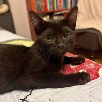Rescue Domestic Short Hair Cats for Adoption in Wheaton, Illinois - Rizzo | PetCurious