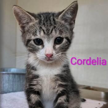 Cordelia -  Domestic Short Hair Cat for Adoption in Saint Marys, Pennsylvania - Cordelia | PetCurious