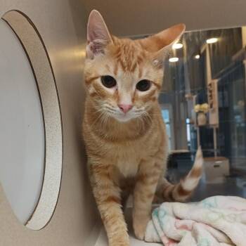 Neptune -  Domestic Short Hair Cat for Adoption in Galveston, Texas - Neptune | PetCurious