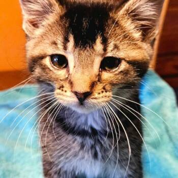 Domestic Short Hair Cats Available for Adoption - Orion | PetCurious