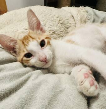 Prince Harry -  Domestic Short Hair Cat for Adoption in Seal Beach, California - Prince Harry | PetCurious