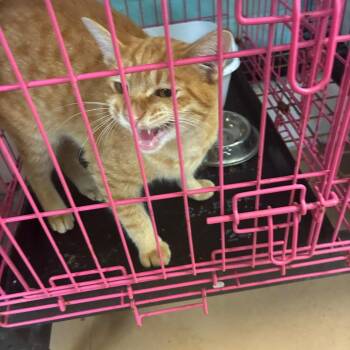 Sunny D -  Domestic Short Hair Cat for Adoption in Gadsden, Alabama - Sunny D | PetCurious