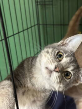 Rescue Domestic Short Hair Cats for Adoption in Jackson, Mississippi - Chrome | PetCurious