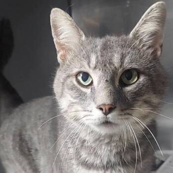 Gus -  Domestic Short Hair Cat for Adoption in Spencer, Indiana - Gus | PetCurious