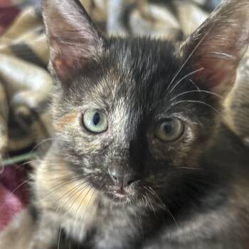 Clover -  Domestic Short Hair Cat for Adoption in Cedar Rapids, Iowa - Clover | PetCurious