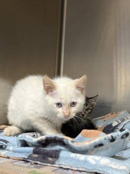 Snowdrift -  Domestic Short Hair Cat for Adoption in North Richland Hills, Texas - Snowdrift | PetCurious