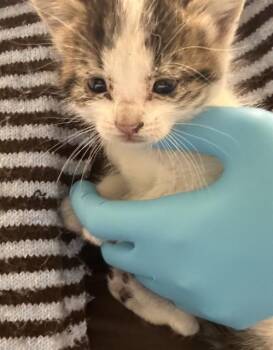 Domestic Short Hair Cats Available for Adoption - EDITH | PetCurious